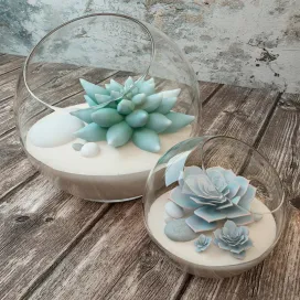 Species of succulents in glass vases